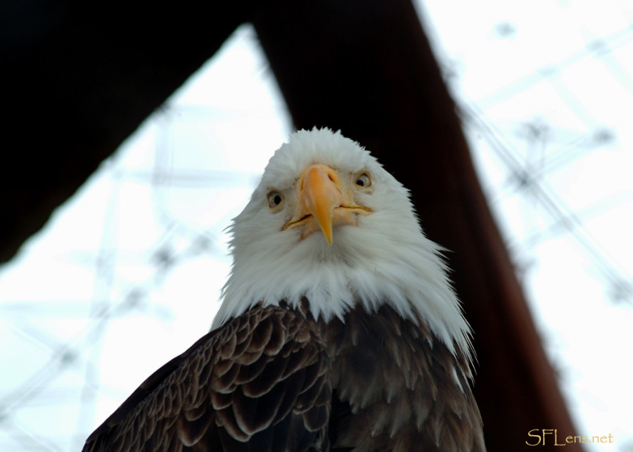 Bald Eagle In Alaska